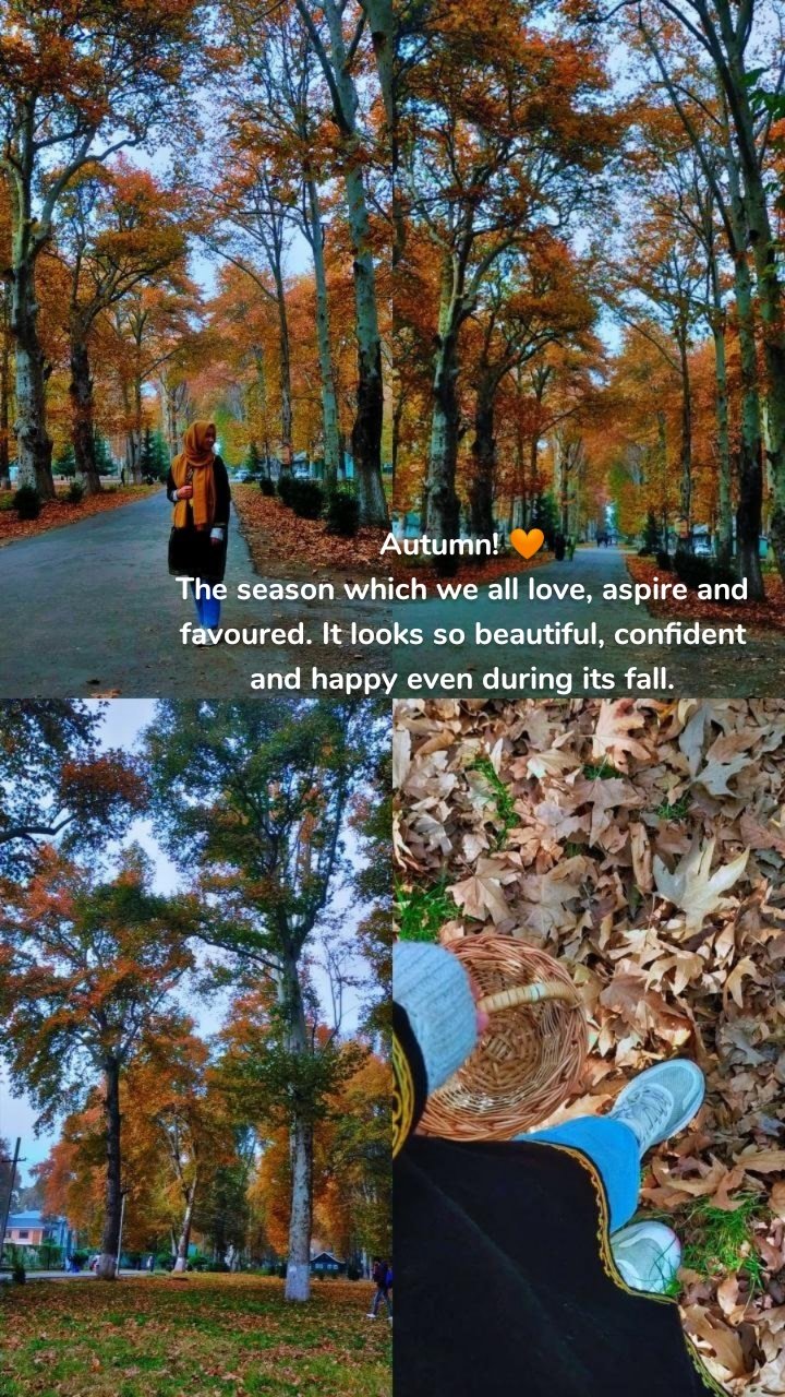 Autumn! 🧡
The season which we all love, aspire and favoured. It looks so beautiful, confident and happy even during its fall.